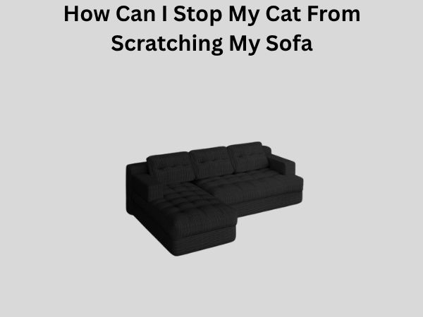 How Can I Stop My Cat From Scratching My Sofa