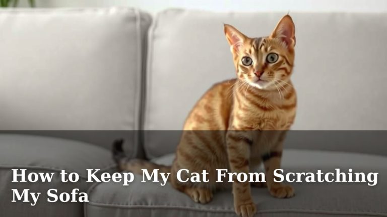 How to Keep My Cat From Scratching My Sofa